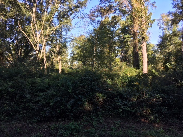 a view of trees and bushes