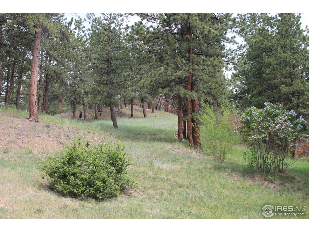 11220 Rist Canyon Road Bellvue, CO 80512 - Photo 19 of 25 a view of outdoor space with trees all around