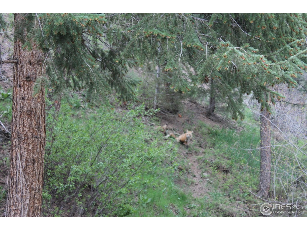 11220 Rist Canyon Road Bellvue, CO 80512 - Photo 2 of 25 a view of a lush green forest