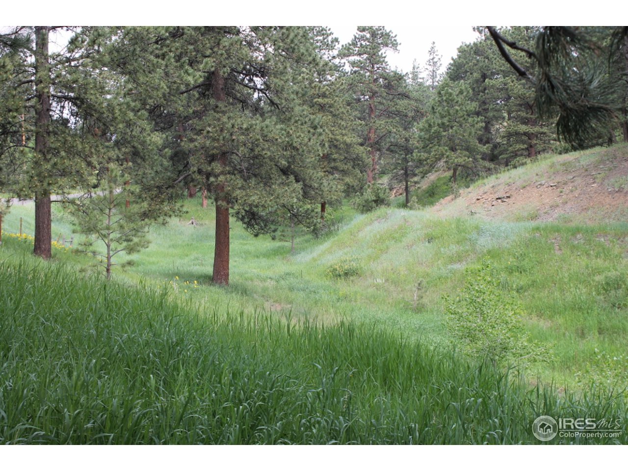 11220 Rist Canyon Road Bellvue, CO 80512 - Photo 21 of 25 a view of a lush green space