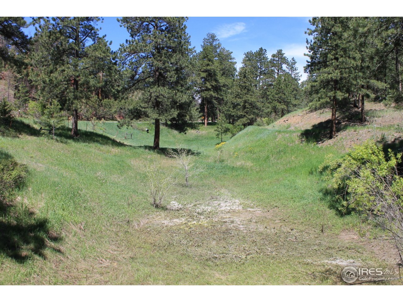 11220 Rist Canyon Road Bellvue, CO 80512 - Photo 3 of 25 a view of a yard with a tree