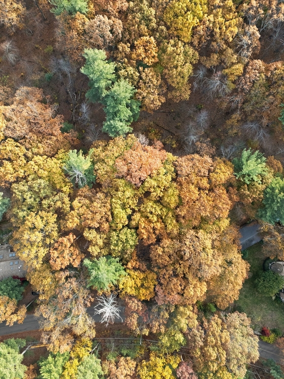 89 Lexington Road Lincoln, MA 01773 - Photo 5 of 9 a view of a yard with a tree
