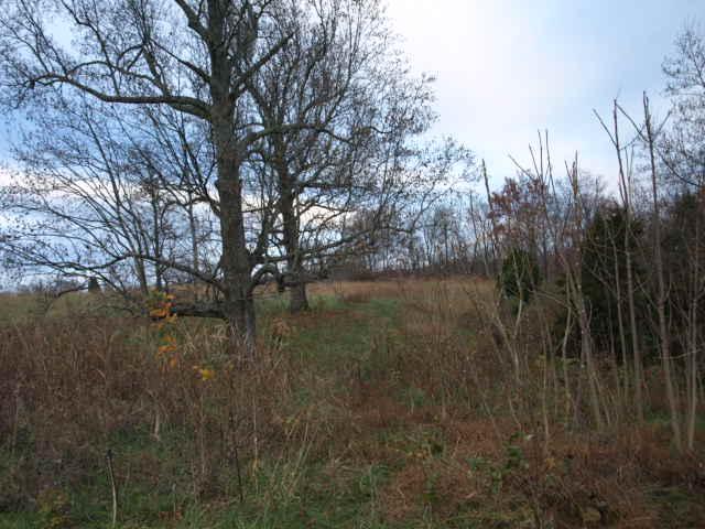 10 3 Ac Austin Hollow Road Pleasant Shade, TN 37145 - Photo 4 of 10 Gallery Image 4