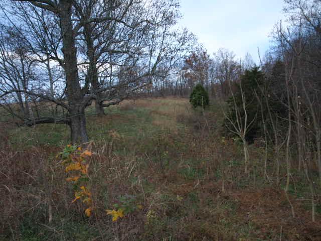 10 3 Ac Austin Hollow Road Pleasant Shade, TN 37145 - Photo 5 of 10 Gallery Image 5