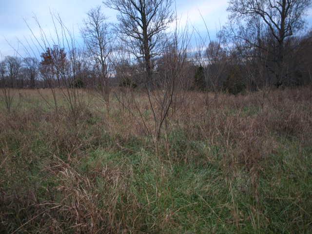 10 3 Ac Austin Hollow Road Pleasant Shade, TN 37145 - Photo 6 of 10 Gallery Image 6