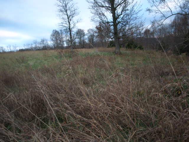 10 3 Ac Austin Hollow Road Pleasant Shade, TN 37145 - Photo 7 of 10 Gallery Image 7