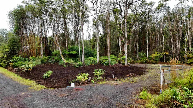 a view of a garden with large trees
