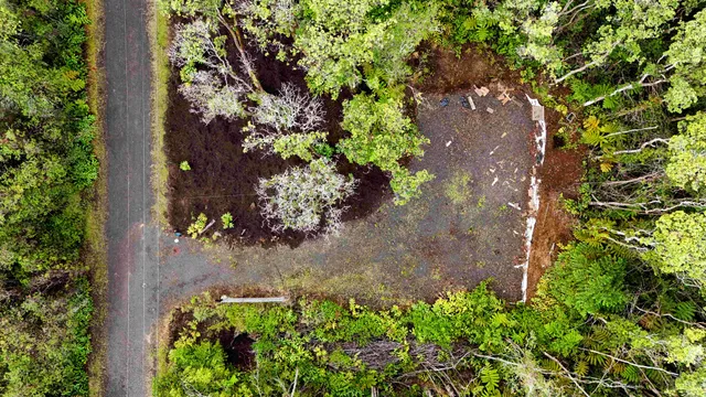 a plant that is in a garden