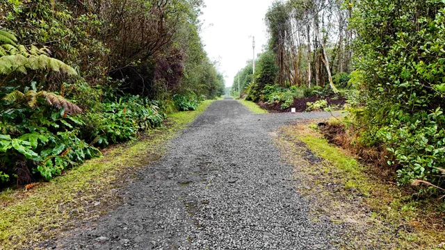 a view of a garden with plants
