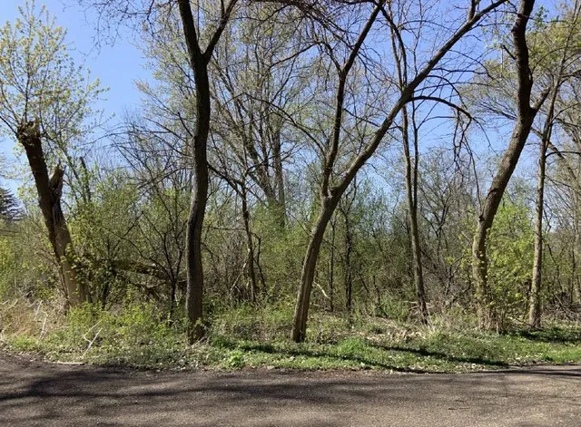 a view of a yard with a tree