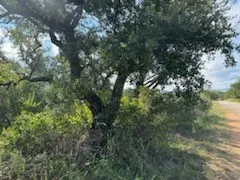 a view of a tree in a yard
