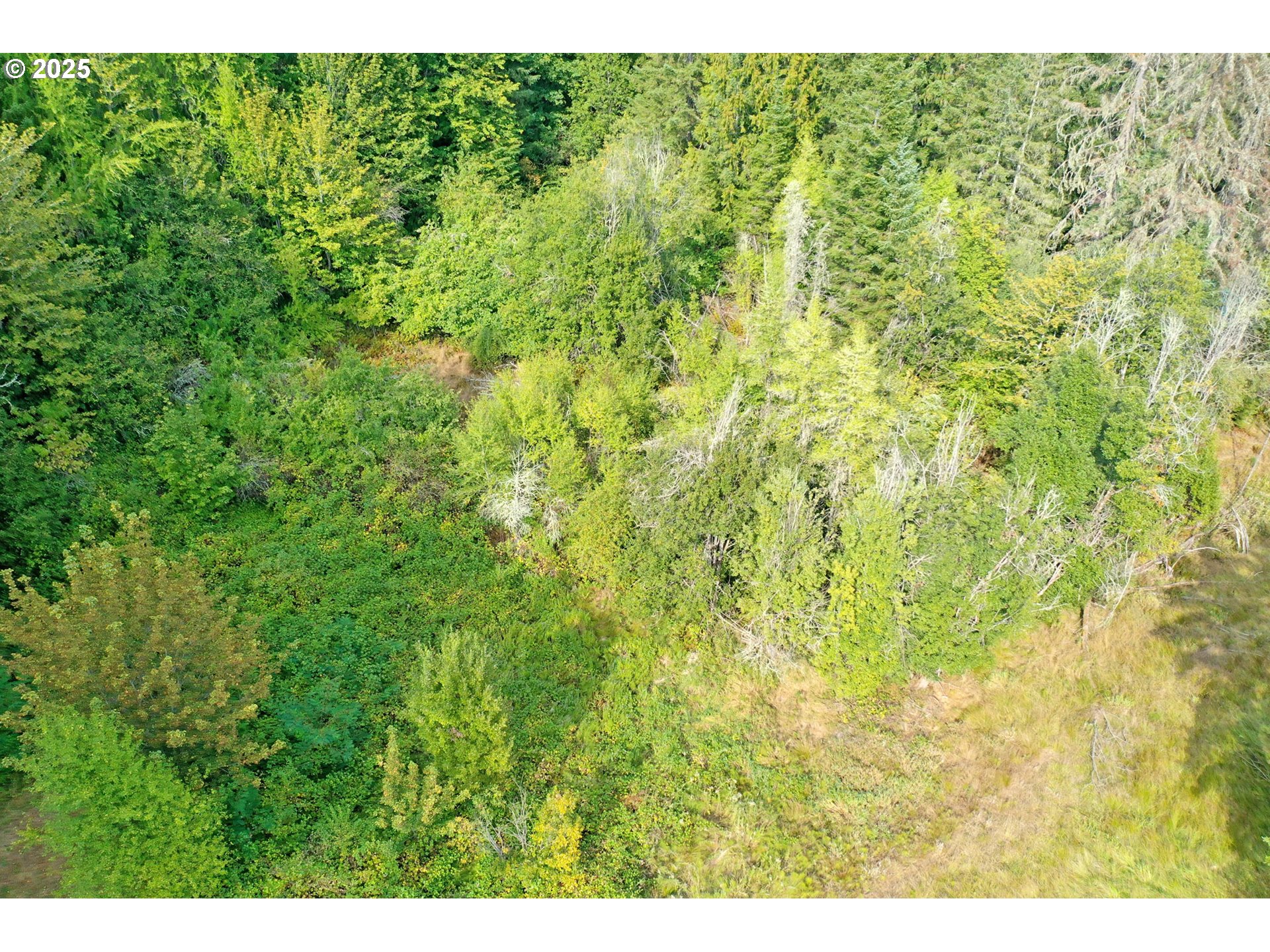 5th And 6th Street Vernonia, OR 97064 - Photo 11 of 29 a view of a big yard with lots of green bushes