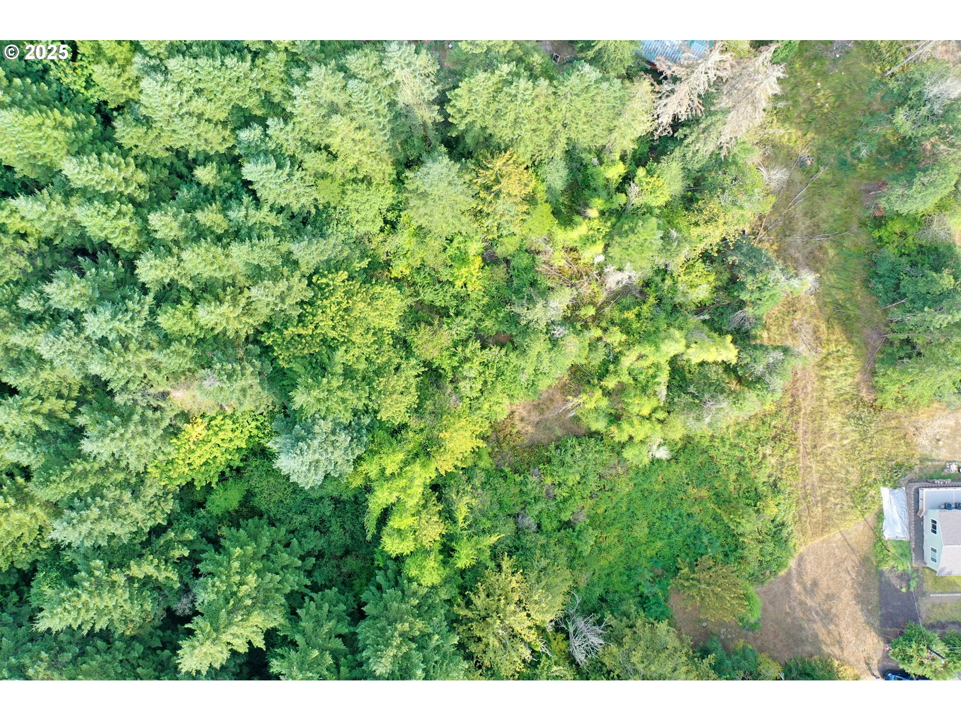 5th And 6th Street Vernonia, OR 97064 - Photo 16 of 29 a view of a lush green forest with lots of trees
