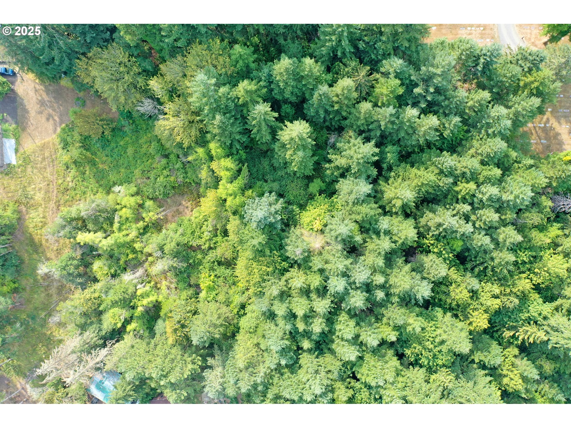 5th And 6th Street Vernonia, OR 97064 - Photo 17 of 29 a view of a lush green forest with lots of trees