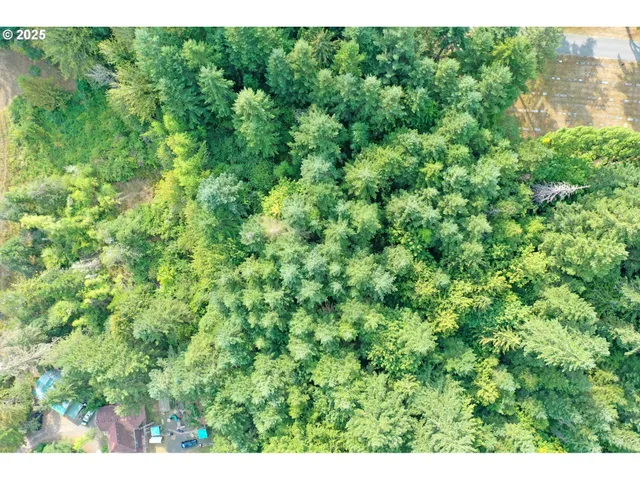 a view of a lush green forest with lots of trees