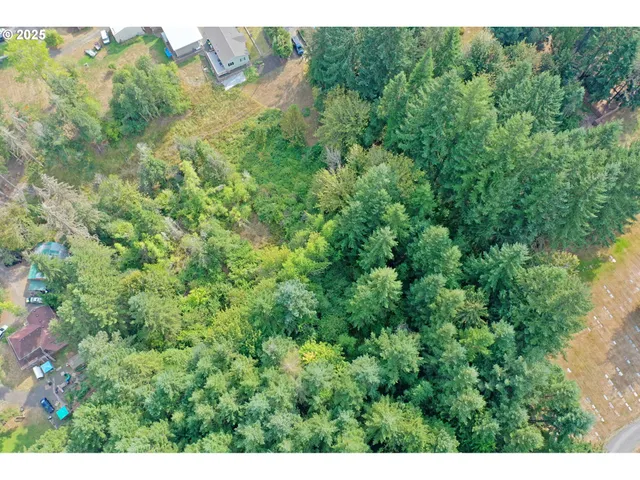 a view of a forest with a street