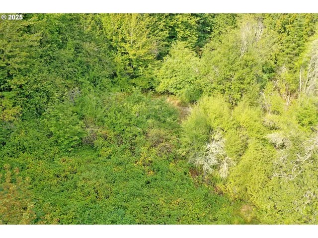 a view of a big yard with large trees
