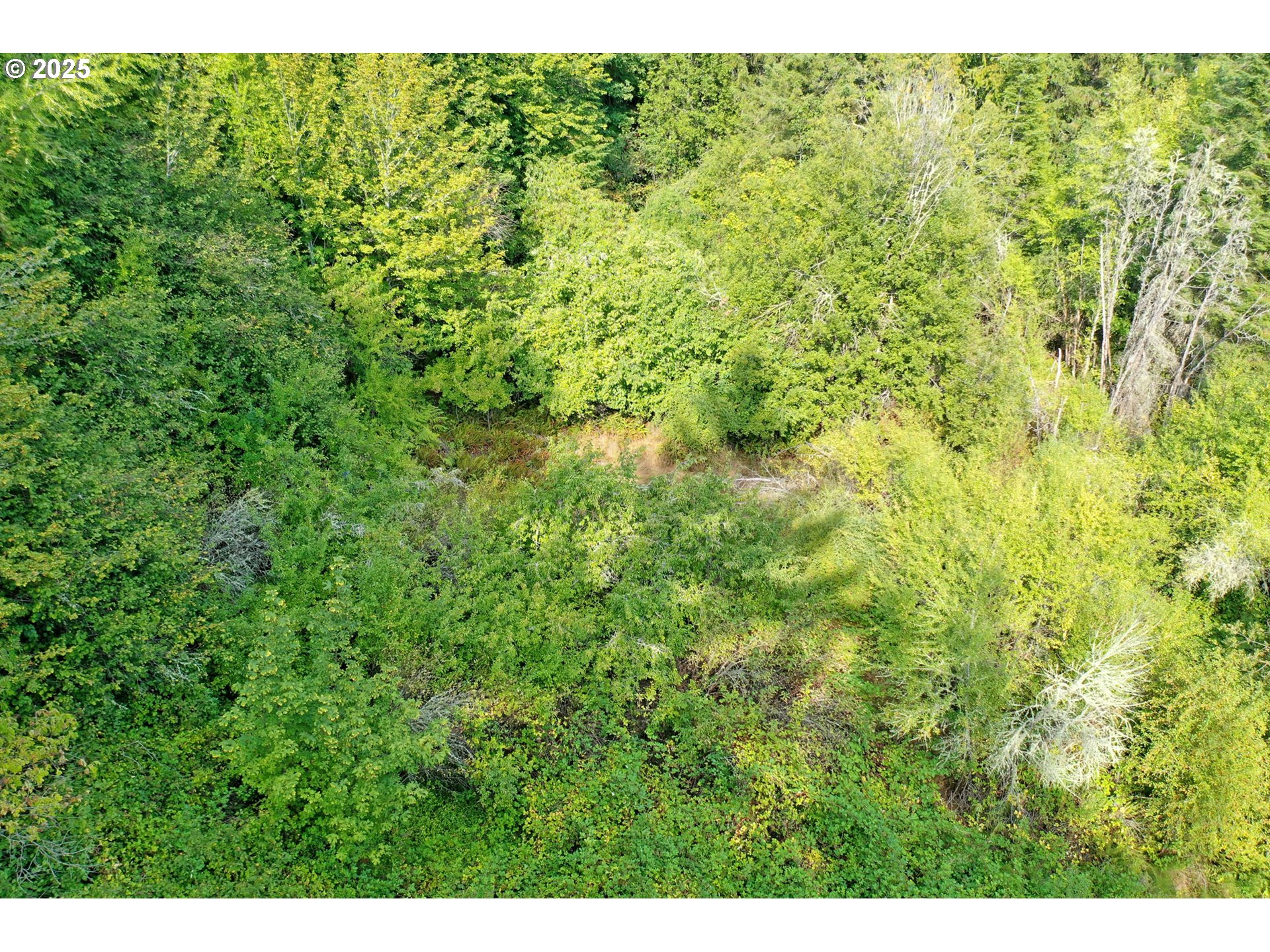 5th And 6th Street Vernonia, OR 97064 - Photo 29 of 29 a view of a big yard with plants and a bench