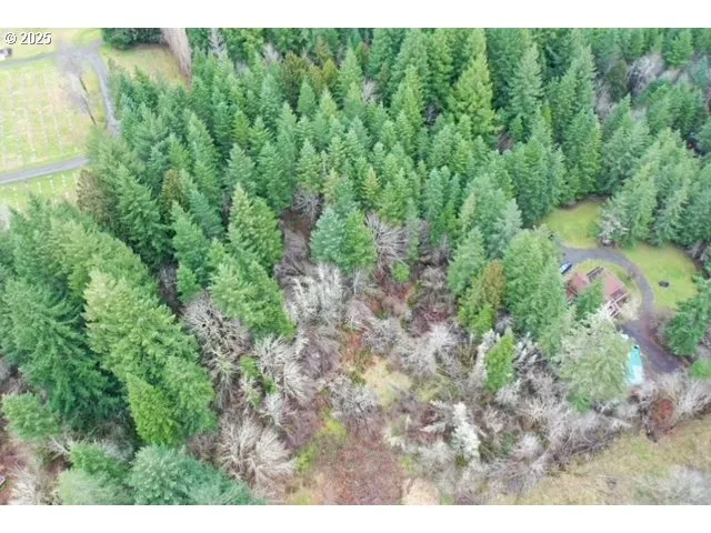 a view of a yard with plants and a bench in a forest