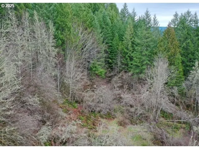 a view of a forest with trees in the background