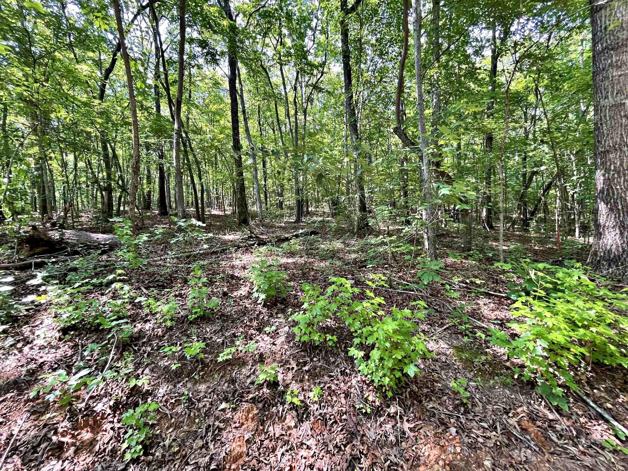 2 Raby Hollow Road Kingston, TN 37763 - Photo 13 of 13