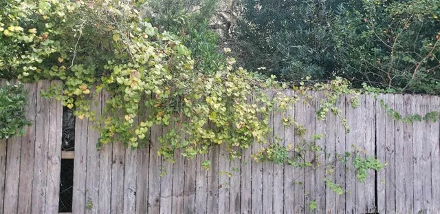 $135,000 | 24971 Northeast 135th Street, Salt Springs, FL 32134