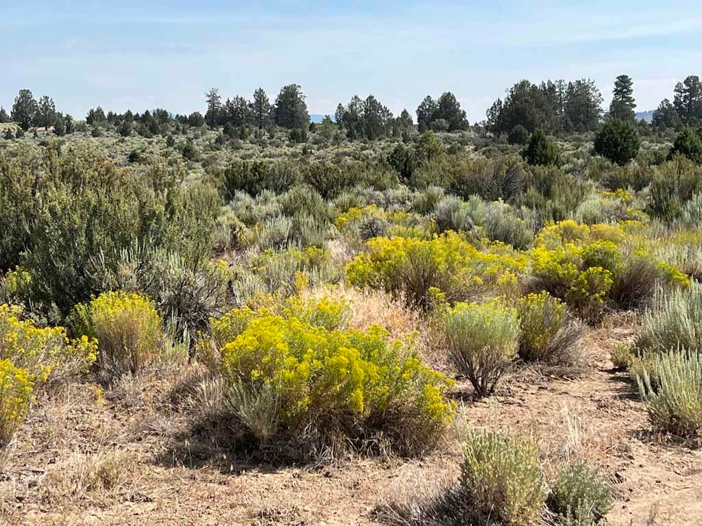 Yellow Jacket Springs Road, Unit 1200 Beatty, OR 97621 - Photo 12 of 32 IMG_6619
