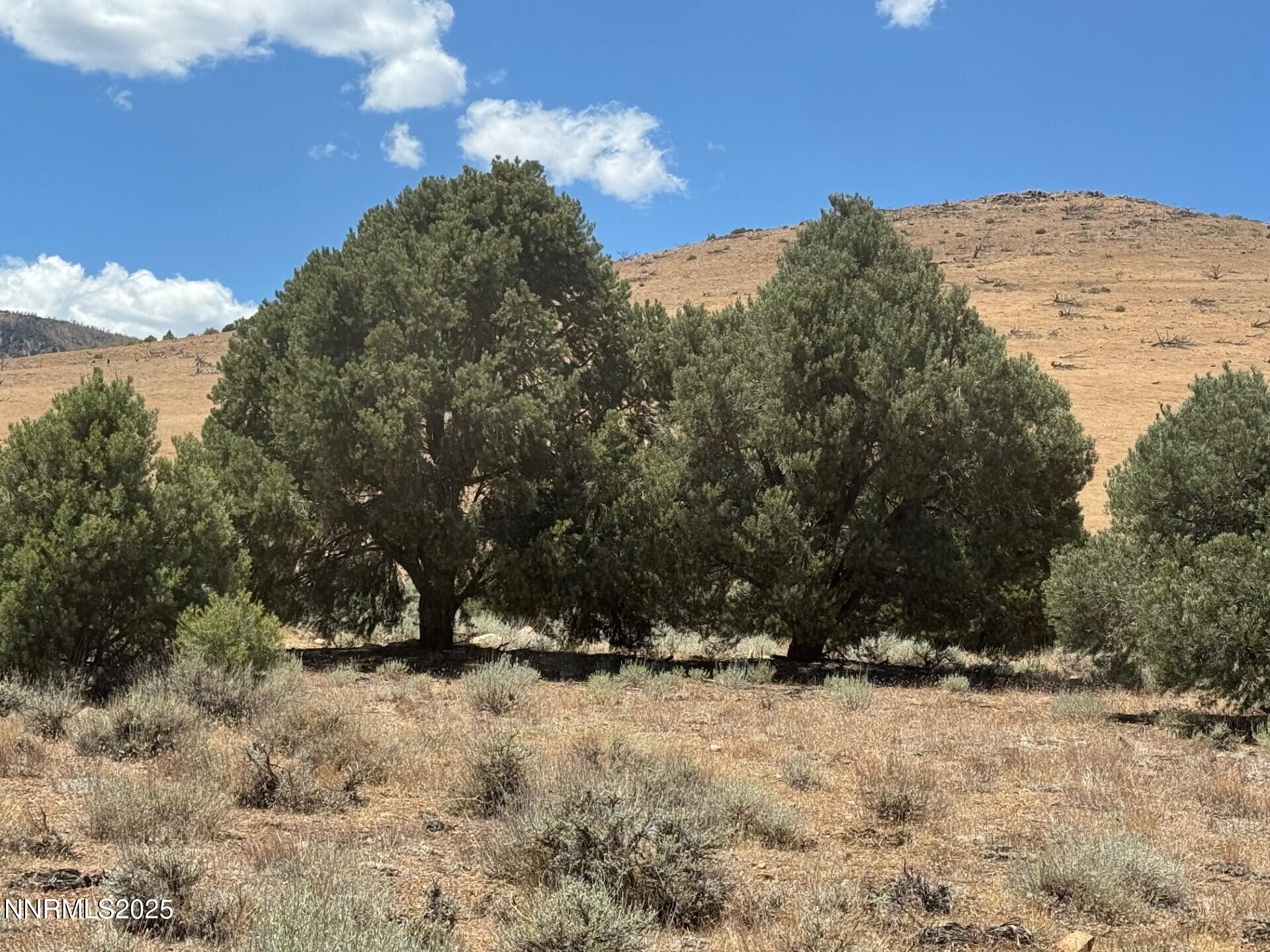 1400 Breccia Road Wellington, NV 89444 - Photo 1 of 14 a view of large tree