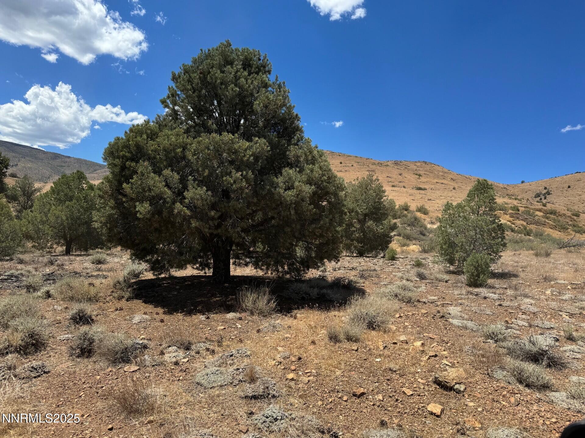 1400 Breccia Road Wellington, NV 89444 - Photo 2 of 14 a view of a dry yard with mountains in the background