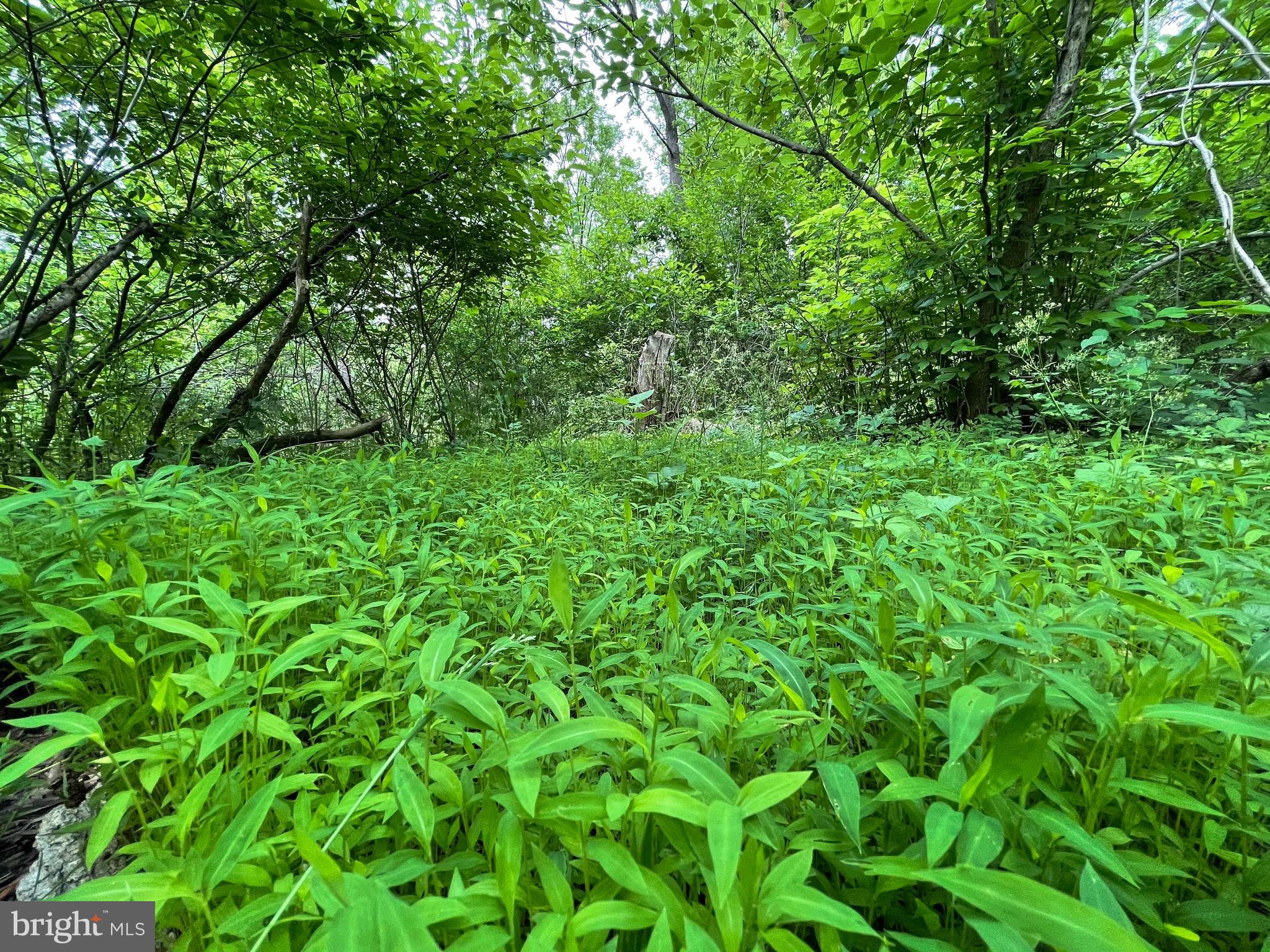 Goodwin Quarry Westminster, MD 21157 - Photo 18 of 18