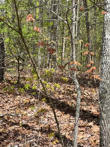 $45,000 | 33-35 Ash Branch, Hayesville, NC 28904