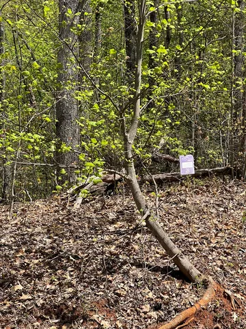 $45,000 | 33-35 Ash Branch, Hayesville, NC 28904