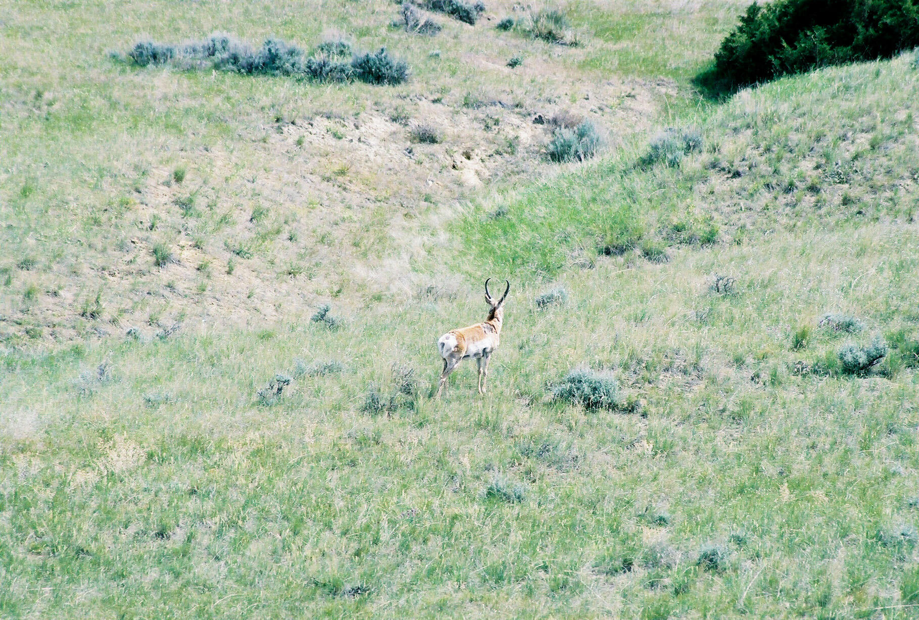 593 Lower Prairie Dog Road Sheridan, WY 82801 - Photo 43 of 142 FH000010
