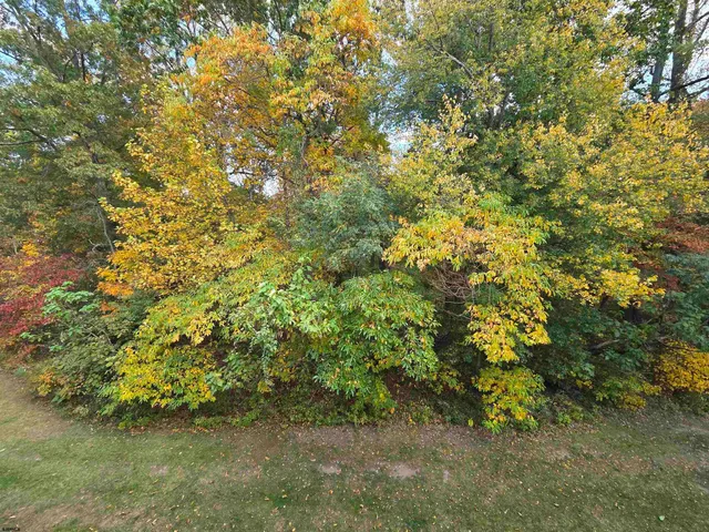a view of a bunch of trees and bushes