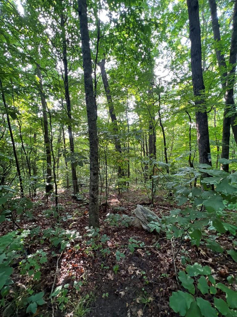 0 Laurel Drive Marble, NC 28905 - Photo 23 of 42