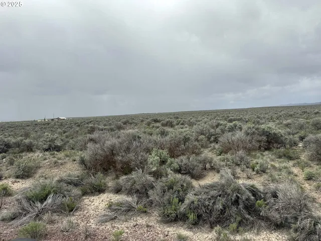 a view of a dry field with trees in the background