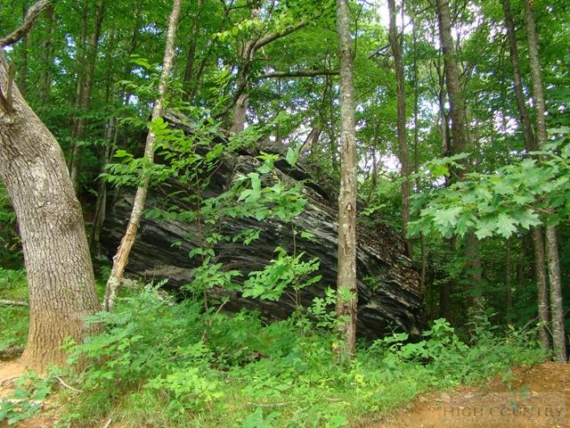 0 Meat Camp Road Todd, NC 28684 - Photo 4 of 22 a plant view in yard