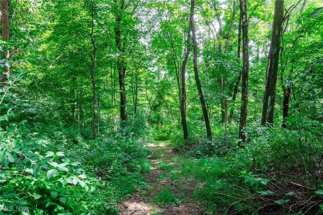 Harrons Ridge Road Dexter City, OH 45727 - Photo 24 of 50 View of woods