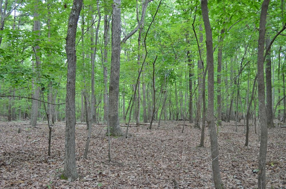 16 Fire Tower Drive Rougemont, NC 27572 - Photo 13 of 13 Photo 13