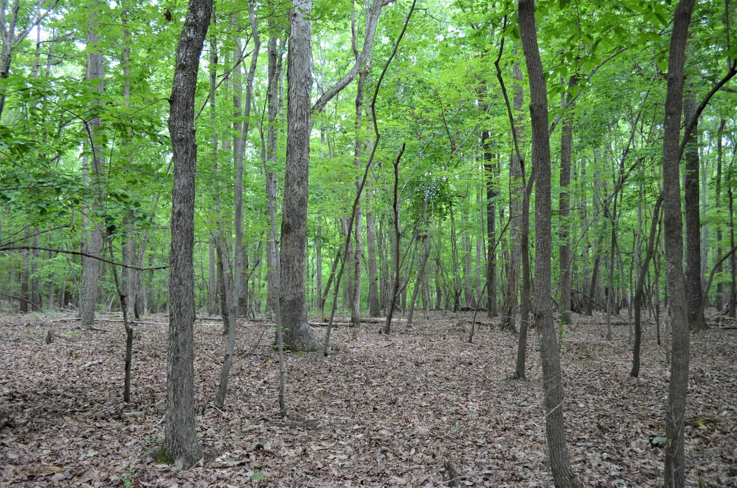 16 Fire Tower Drive Rougemont, NC 27572 - Photo 7 of 13 Photo 7
