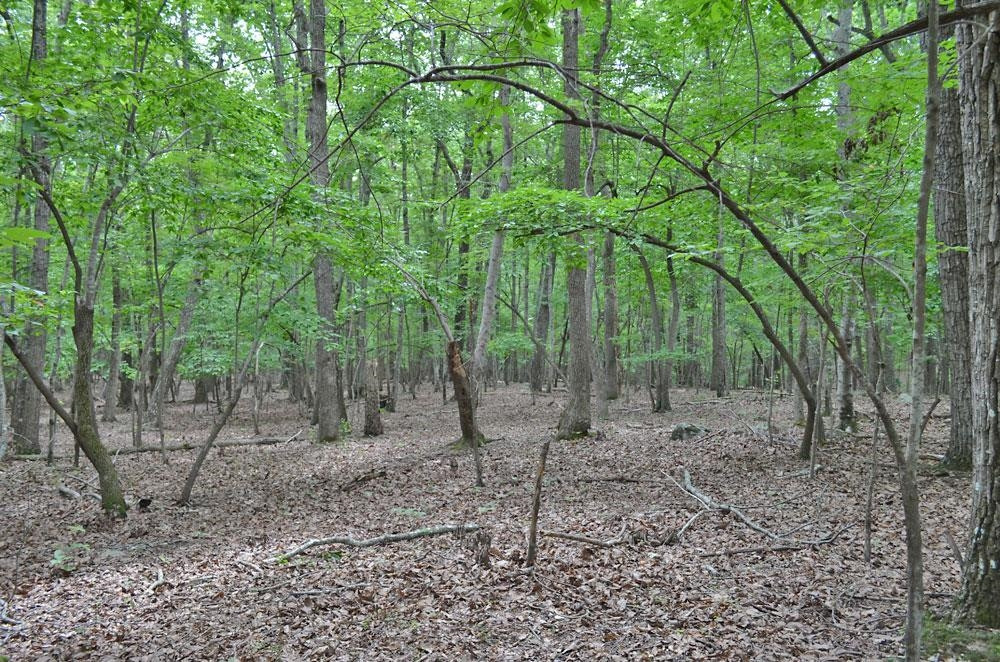 16 Fire Tower Drive Rougemont, NC 27572 - Photo 9 of 13 Photo 9