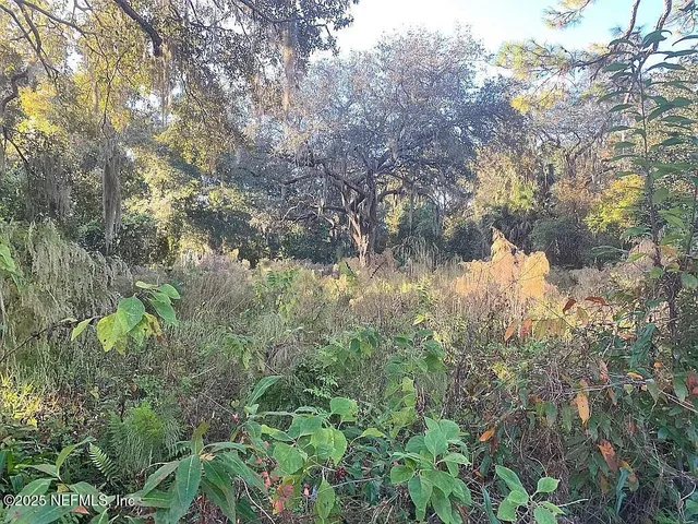 a view of a tree in a forest