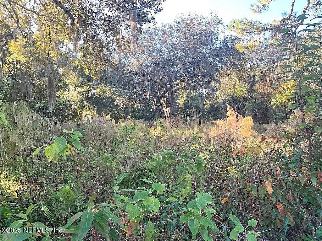 1476 Fruit Cove Road North Jacksonville, FL 32259 - Photo 2 of 5 a view of a tree in a forest