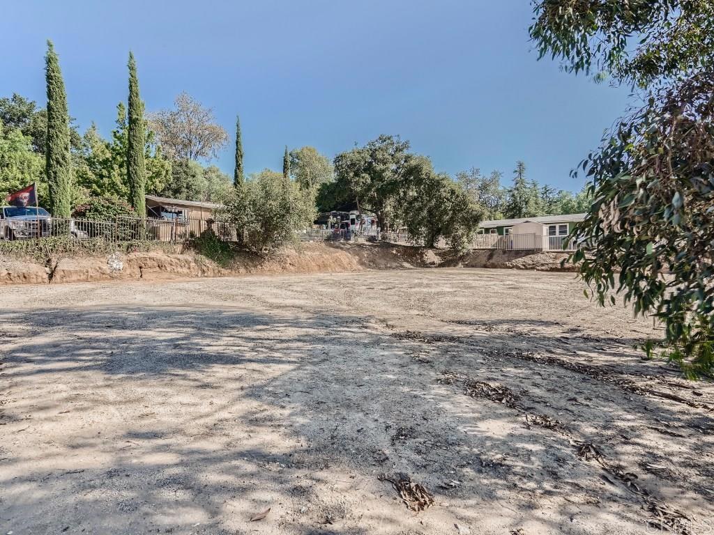 a row of beach with large trees
