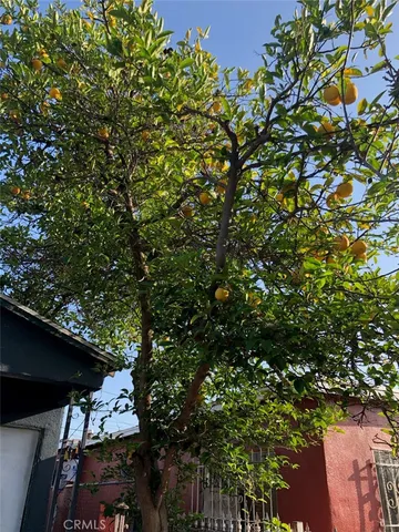 a view of a tree with a tree