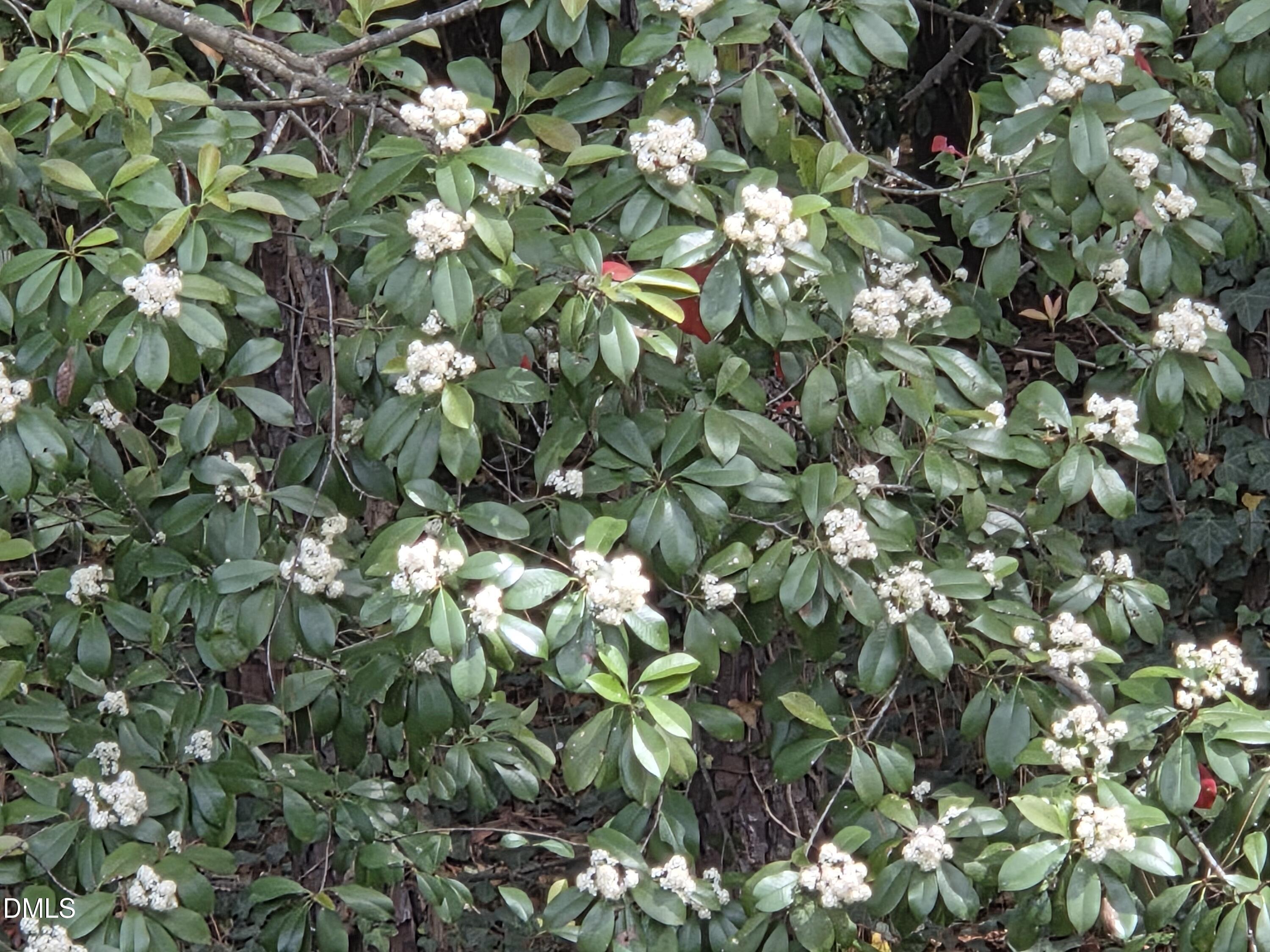 2716 Rue Sans Famille Raleigh, NC 27607 - Photo 36 of 40 20260408_144709