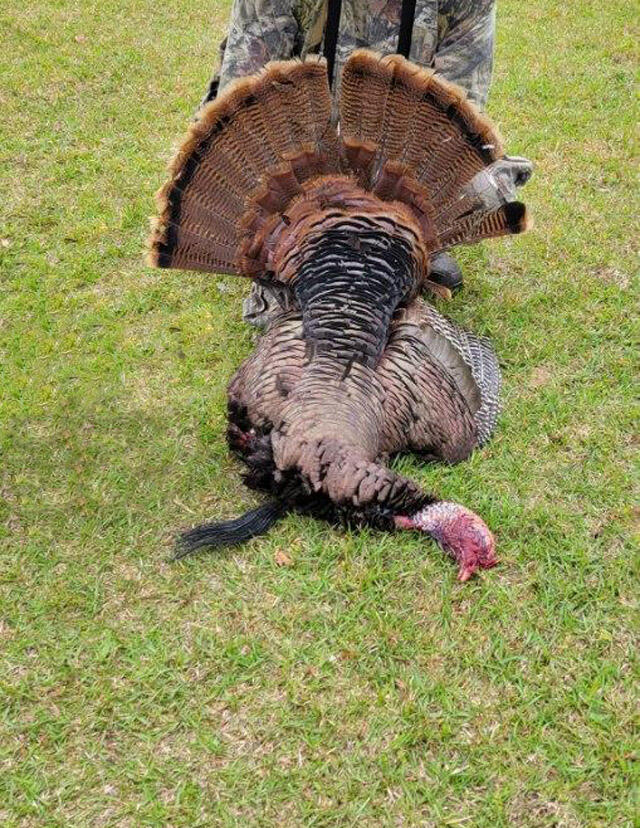 8510 Rock Hill Road Baker, FL 32531 - Photo 53 of 58 turkey
