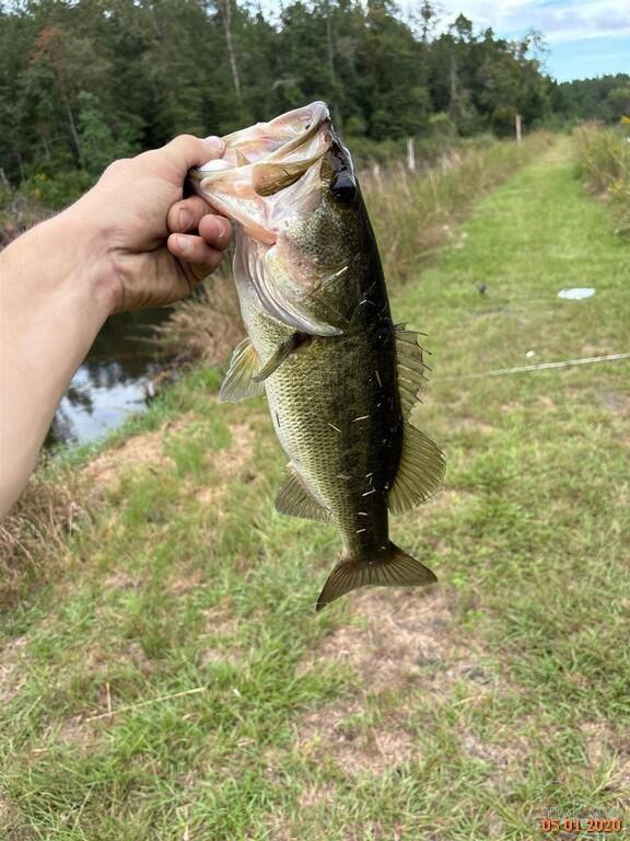 8510 Rock Hill Road Baker, FL 32531 - Photo 54 of 58 fish