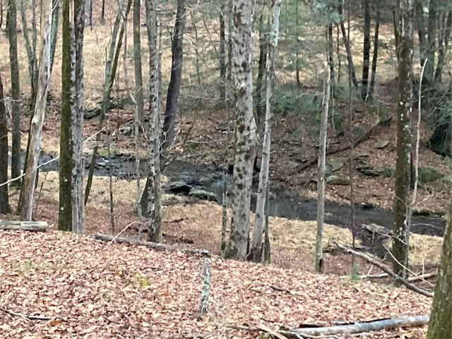a close up of a plant in a yard
