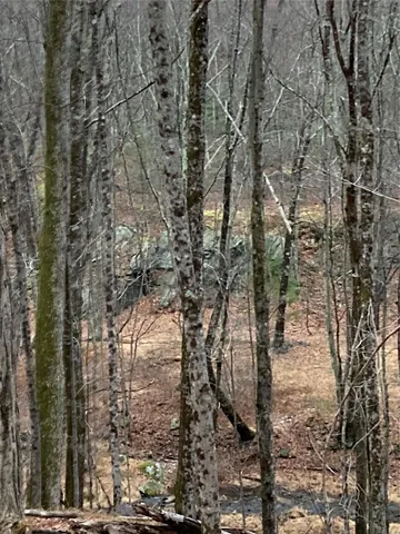 a view of path along with trees